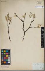 Foto von Salix lapponum L.